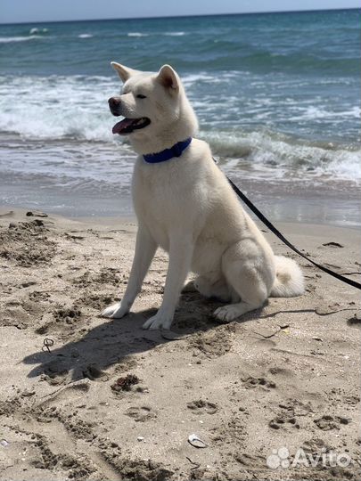 Аренда Хатико для фотосессии