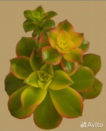 Растения Суккуленты