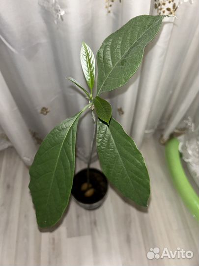 Авокадо дерево