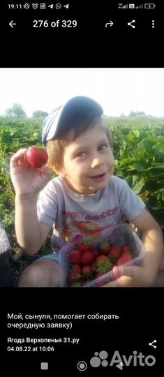 Саженцы сортовой клубники. Клубника