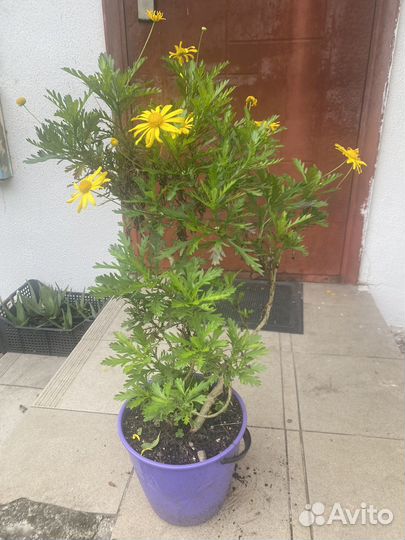 Кедр гималайский