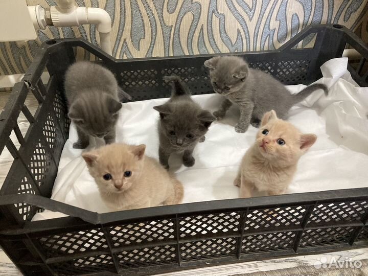 Отдам котят в добрые руки