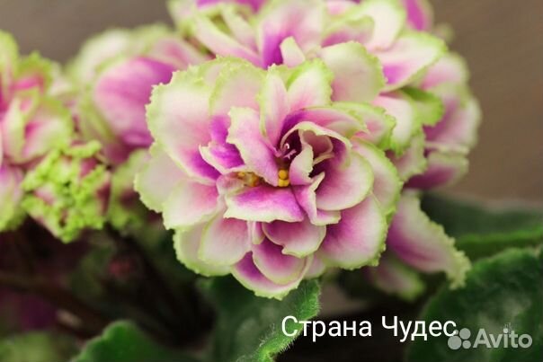 Сортовые фиалки