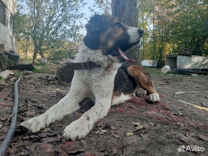 Сао вязка