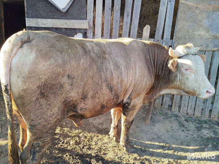 Бык на мясо