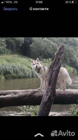 Девочка хаски вязка