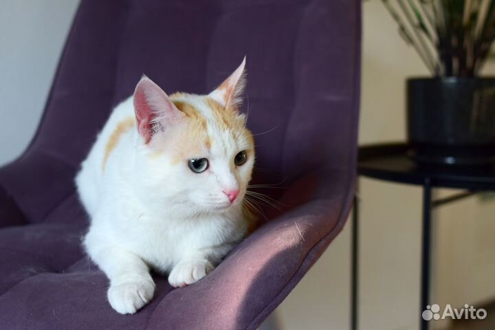 Котик с голубыми глазами