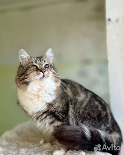 Отдам в добрые руки