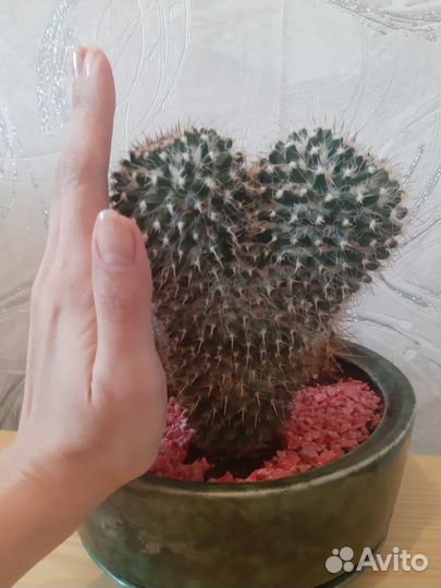 Кактусы большие