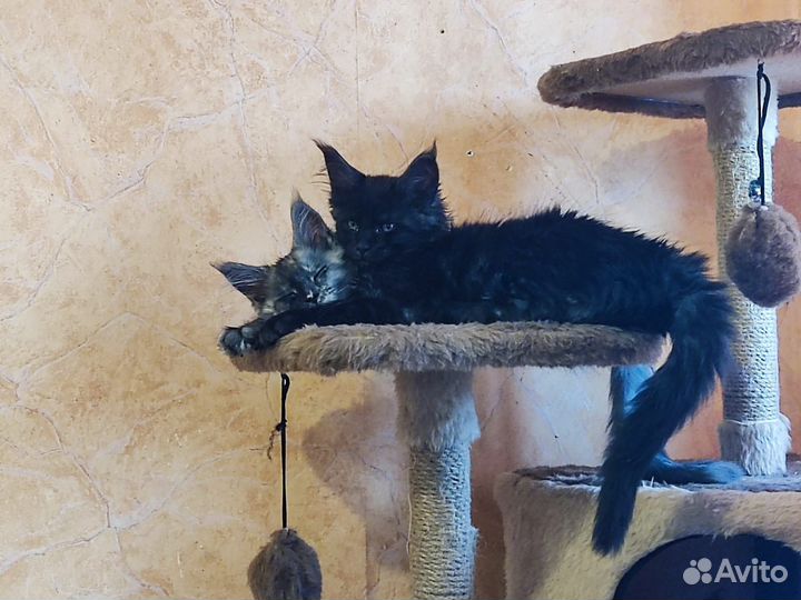 Котята мейн-кун