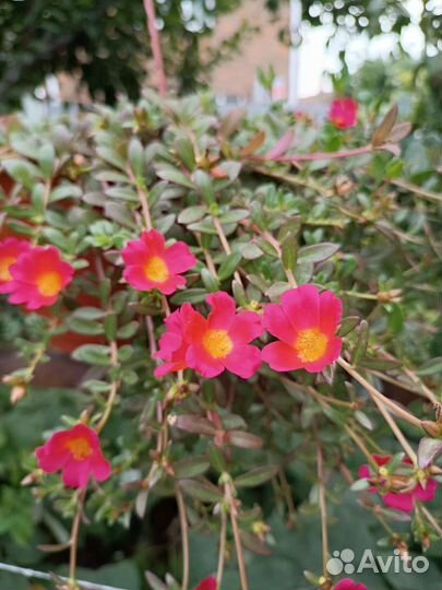 Вегетативный портулак