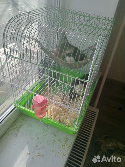 Крысы + клетка