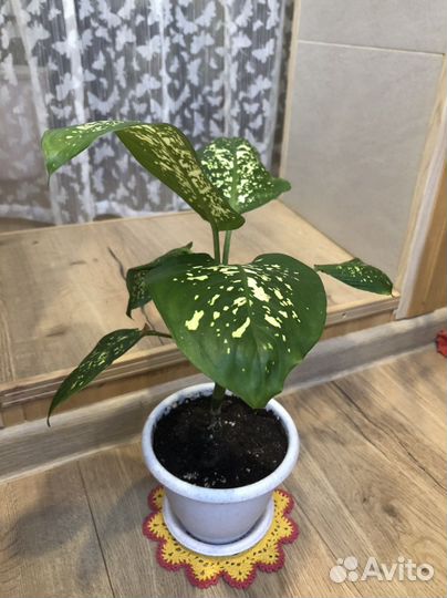 Диффенбахия