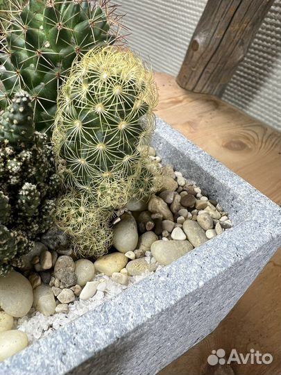 Композиция из кактусов