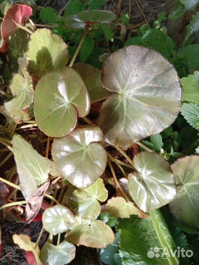 Комнатные цветы