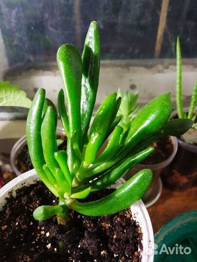 Крассула хоббит