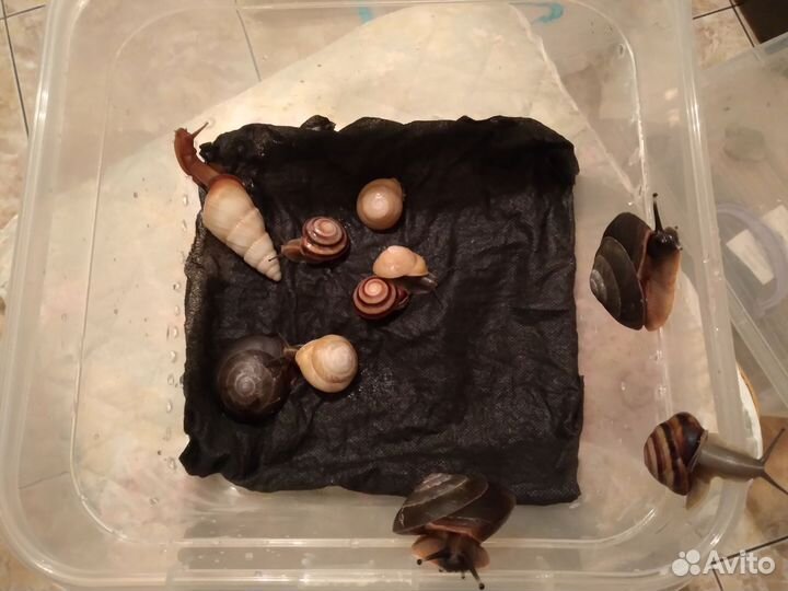 Улитки ахатины, архи