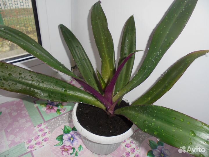 Рео взрослое комнатное растение