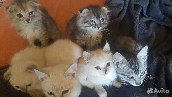 Котята в добрые руки. Бесплатно