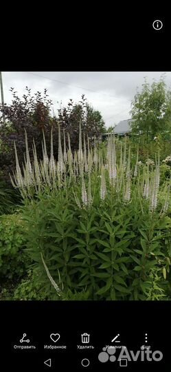 Вероникаструм