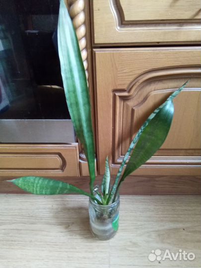 Сансевиерия