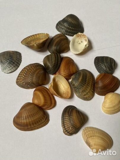 Декоративные камушки и ракушки