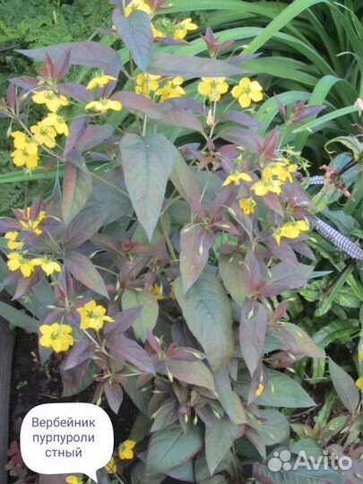 Многолетники ч. 5.Предварительный заказ