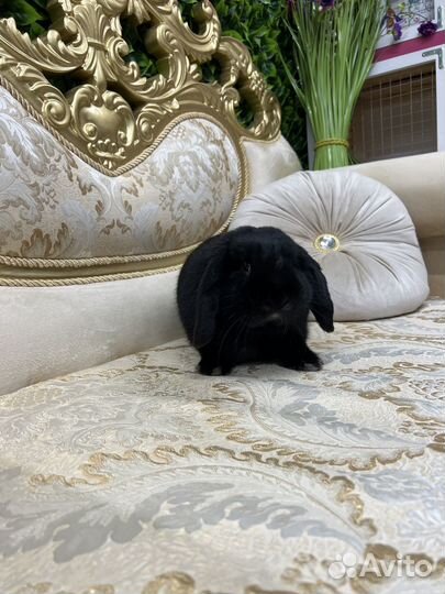 Карликовый кролик