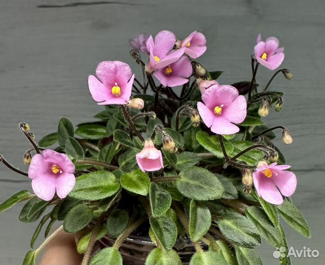 Фиалка (детки, стартеры)