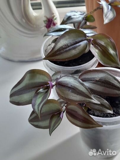 Традесканция зебрина