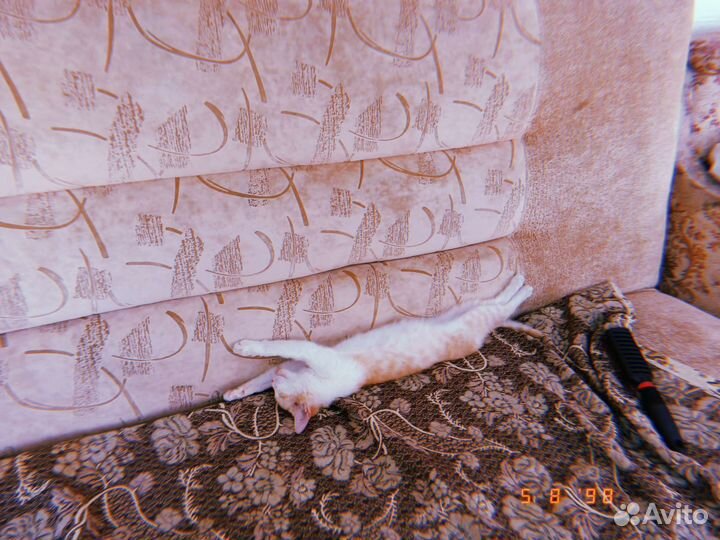 Рыжий котенок