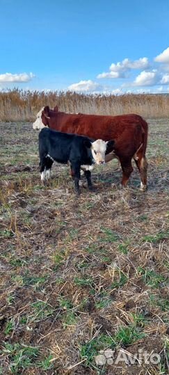 Продаются телочки герефорды