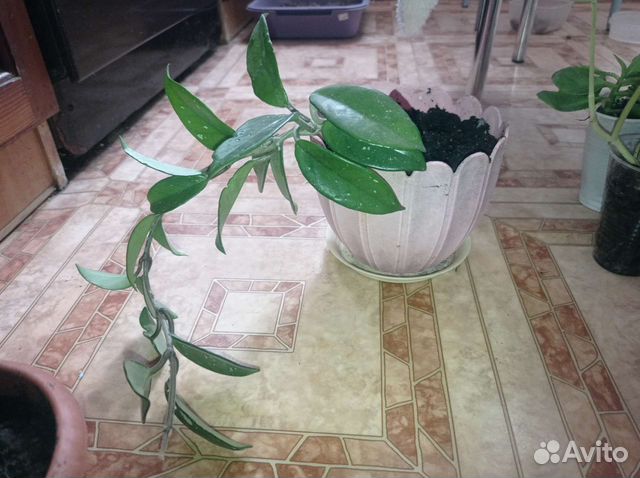 Хойя, хатиора, кактусы, суккуленты, фиалки