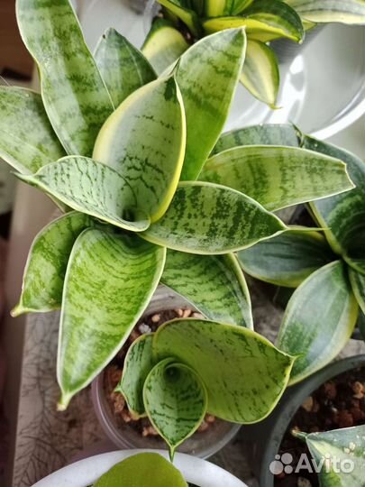 Сансевиерия сортовая