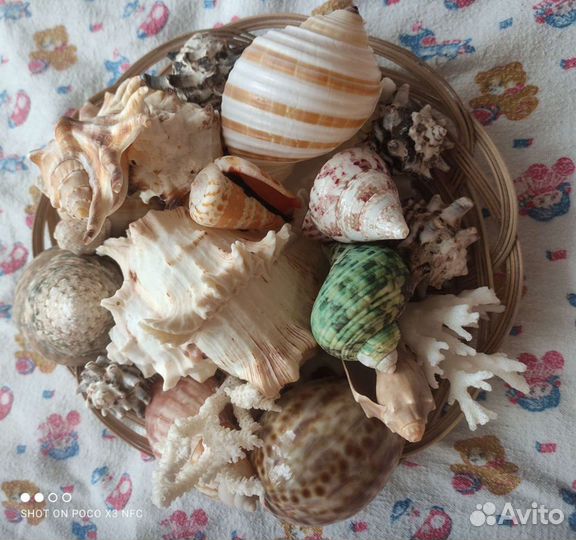 Морские ракушки