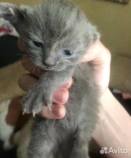 Британские вислоухие котята