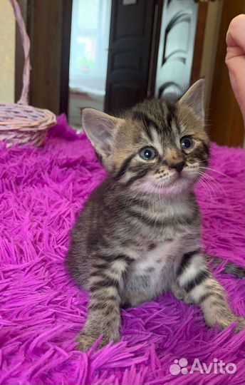 Отдам в добрые руки котят