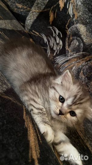 Продам милых котят