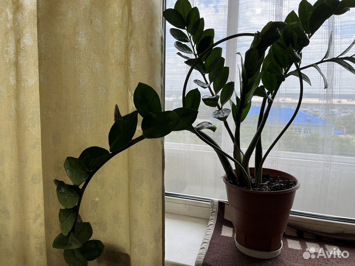 Замиокулькас