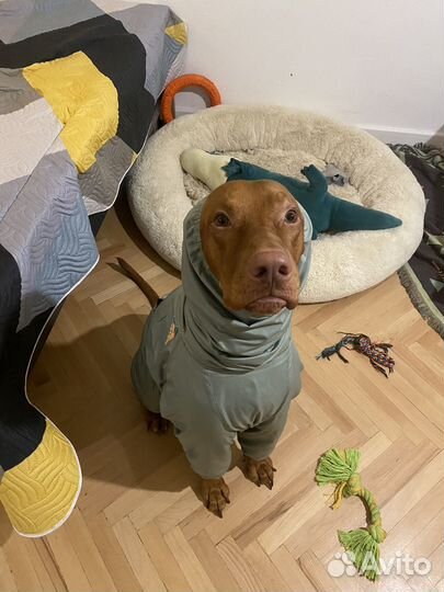 Догситтер (выгул собак, няня)