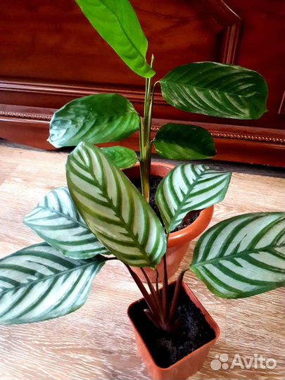 Домашние разные цветы