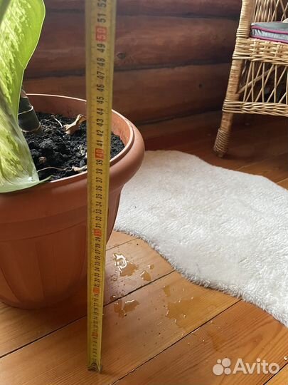 Диффенбахия