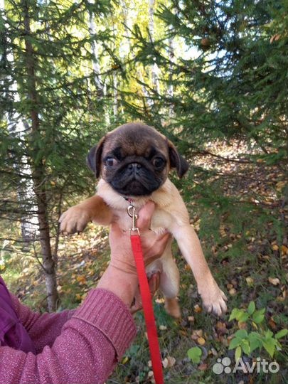 Подрощеные щенки мопса