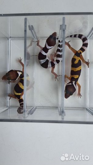 Эублефары самцы 2024 малыши