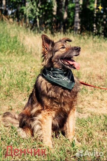 Дэн, ласковый и дружелюбный пёс