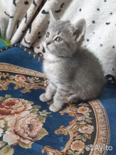 Кошечка в добрые руки