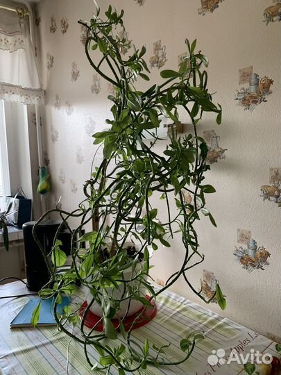 Традисканция рэо,домашний цветок