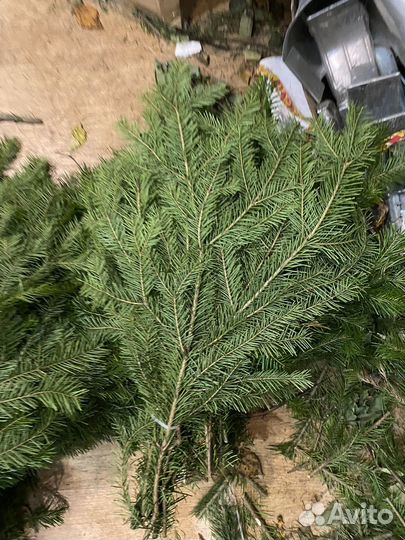 Можжевельник и пихта для бани оптом