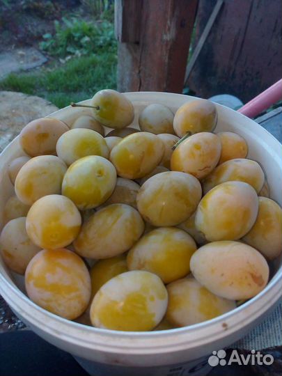 Слива, арония, шиповник, роза, гортензия