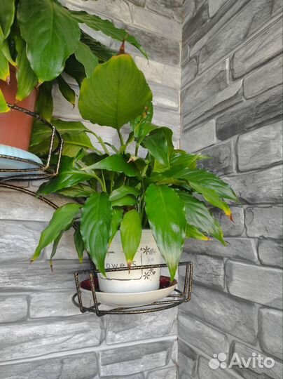 Спатифиллум